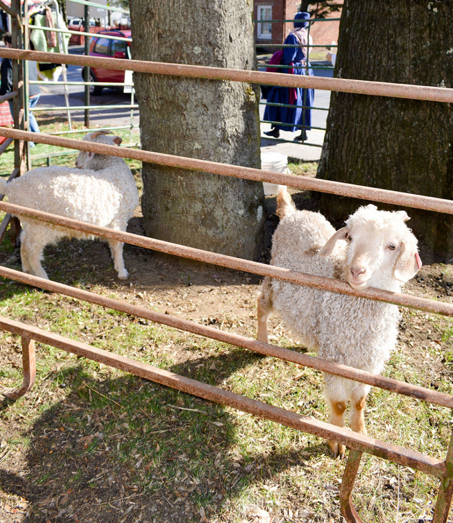 Weavers Sheep
