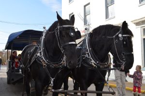 A couple of black horses are pulling a carriage